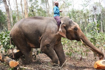 Pulpally - Un éléphant remonte des troncs darbre dans la forêt.