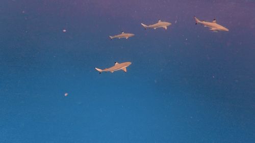 J05-07-4requins