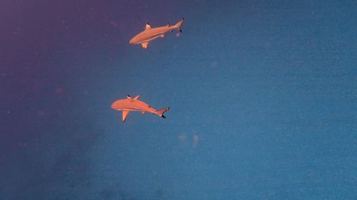 J05-05-2requins
