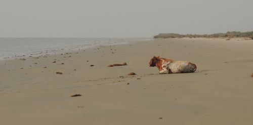 Un vache sur le sable