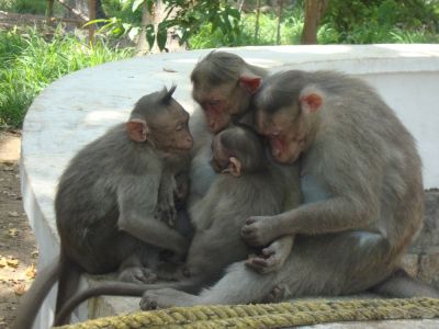 Visite de l'Ashram de Tiruvanamalai : les singes aussi font la caravane amoureuse