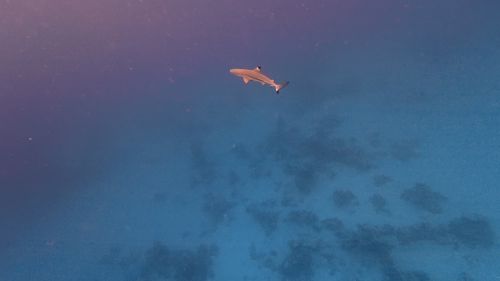 J05-04-1requins