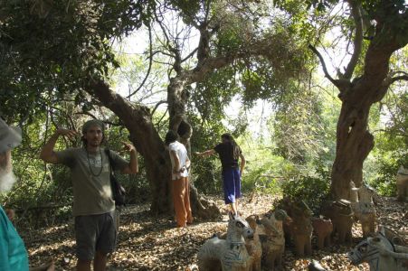 Forêt de Sadhana Forest - Bosquet d'arbres originels abritant un temple