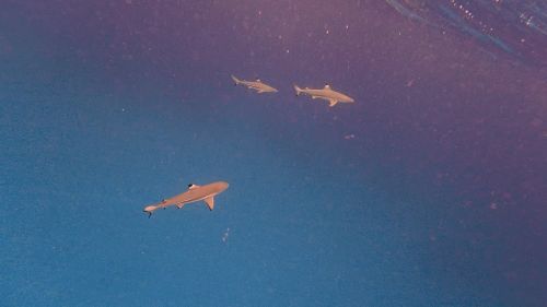 J05-06-3requins