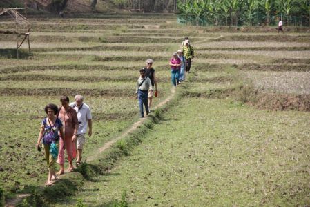 Calicut - Les Caravaniers entre les rizières