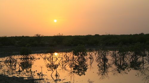 La mangrove au soleil couhant
