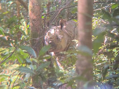 J11-11 Rhinocéros dans la jungle