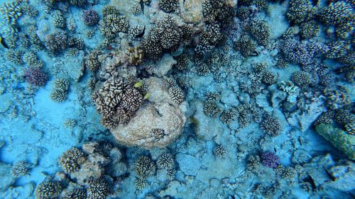J06-11-Corail