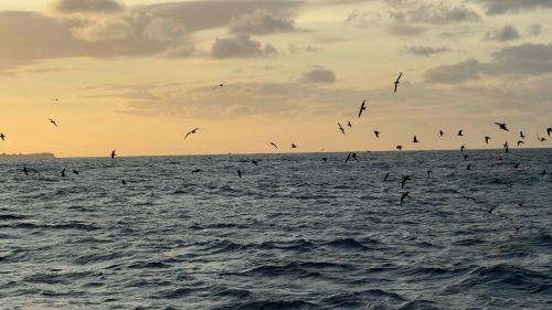 J16-11-Oiseaux
