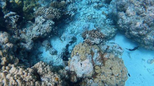 J15-09-Snorkelling