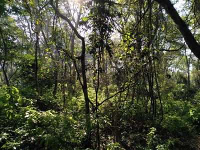 J11-07 Avancée dans la jungle