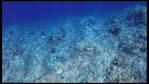 J08-01-Corail
