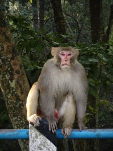 J15-02 Les singes sont aussi sur le parcours