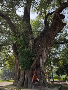 J15-08 L'arbre de la bodhi