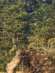 J11-09 Martin-pêcheur au bord de la rivière