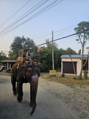 J10-11 Arrivée à Chitwan