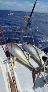 J14-01-Peche aux thon