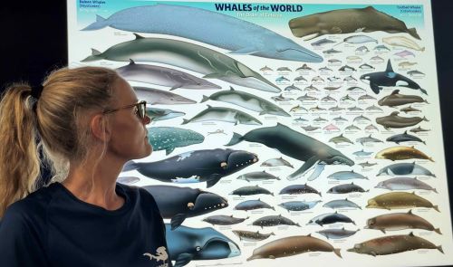 J14-06-Whales of the world