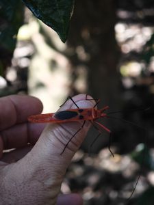 J11-10 Rencontre avec certains insectes