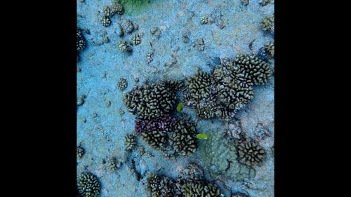 J13-20-snorkelling