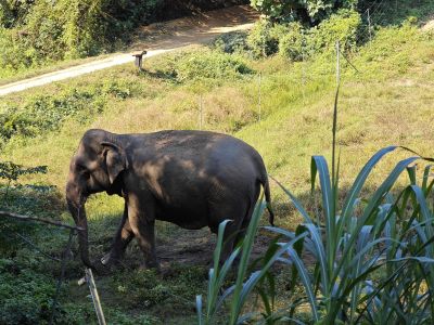 J13-03 Un des éléphants hébergé à la ferme refuge