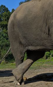 J13-06 Pas de danse de l'éléphant