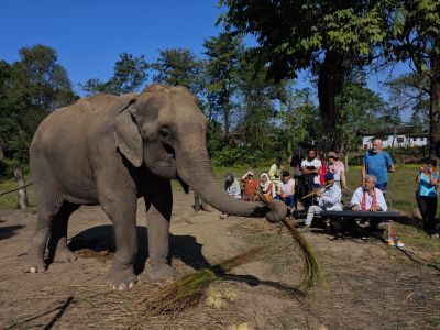 J13-04 L'éléphant découvre le piano
