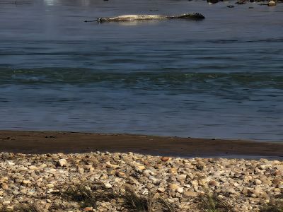 J11-05 Crocodile sur la rivière