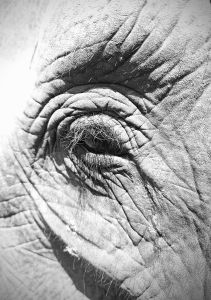 J13-07 L'émotion semble surgir