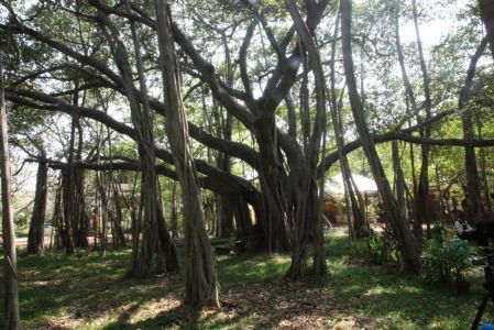 Dans le parc de l'école, un majestueux banian est maître des lieux