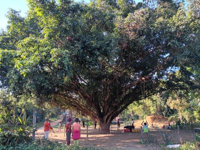 J12-12 Ficus âgé de seulement 14 ans