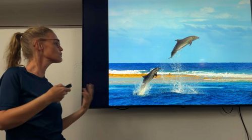 J14-10-Dauphins sautants dans la passe
