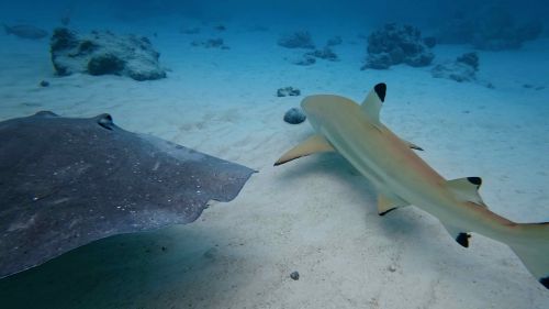 J19-09-Raies-Requin