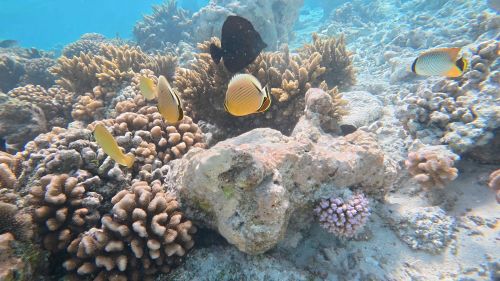 J16-08-Snorkelling