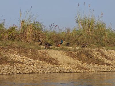 J11-08 Paons sur les berges