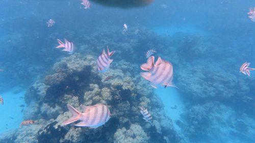 J15-08-Snorkelling