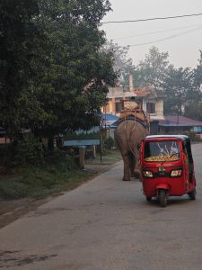 J11-15 Retour à Chitwan avant le départ