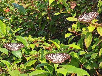 J15-01 Les papillons nous souhaitent la bienvenue sur le site de la naissance de Buddha