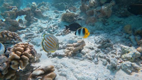 J16-07-Snorkelling