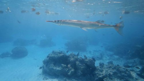 J16-09-Snorkelling