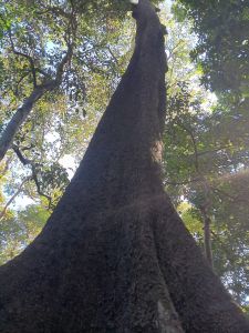 J11-14 Arbre majestueux dans la jungle