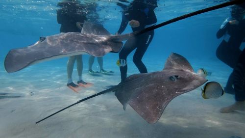 J19-06-Raies