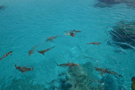 J07-07-Requin