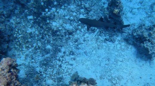 J06-08-Requin