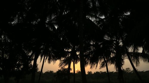 Palmiers soleil 3.JPG