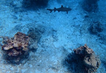 J06-10-requin